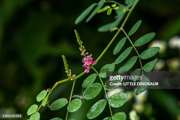 indigofera pseudo-tinctoria in bloom - indigo plant stockfoto's en -beelden