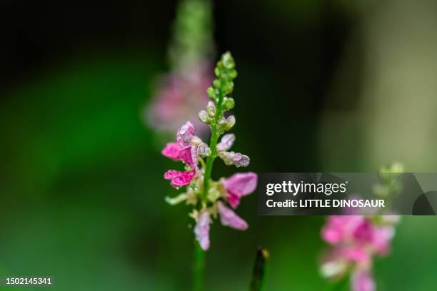 indigofera pseudo-tinctoria in bloom - indigofera tinctoria stock pictures, royalty-free photos & images