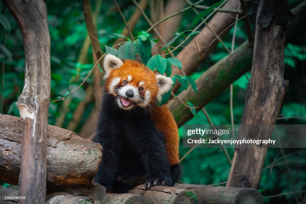 Red Panda, close-up of a bear on a tree