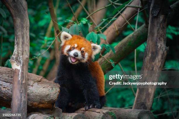 red panda, close-up of a bear on a tree - wildlife animals stock pictures, royalty-free photos & images