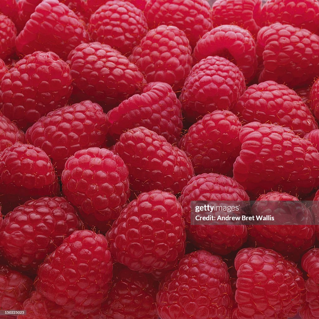 Close-up of freshly picked raspberries