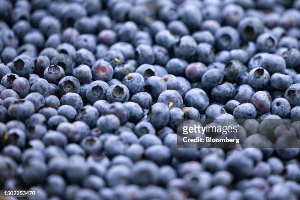 Blueberries on a conveyor belt at a fruit and vegetable farm near Maidstone, UK, on Wednesday, July 5, 2023. The UK said it would make 45,000 visas...