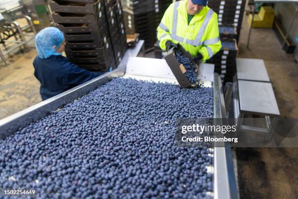 An employee tips a tray of blueberries on to a conveyor belt at a fruit and vegetable farm near Maidstone, UK, on Wednesday, July 5, 2023. The UK...