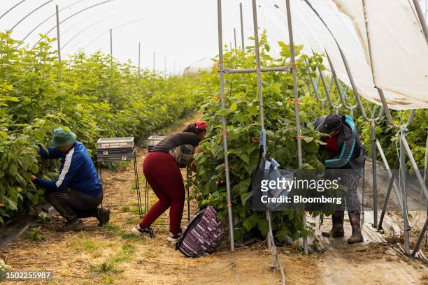 Fruit pickers take raspberries from rows of plants during picking season on a farm near Swanley, UK, on Wednesday, July 5, 2023. The UK said it would...