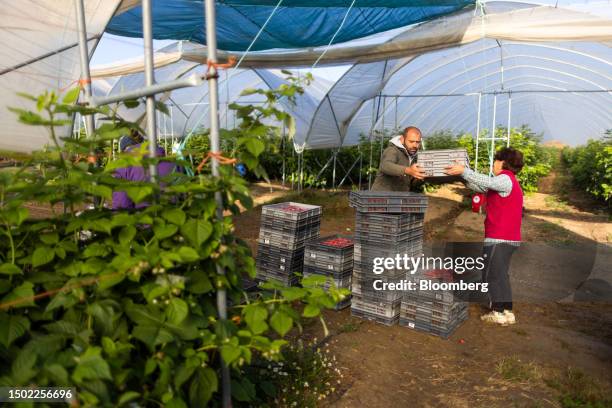 Fruit picker passes over a tray of raspberries during picking season on a farm near Swanley, UK, on Wednesday, July 5, 2023. The UK said it would...