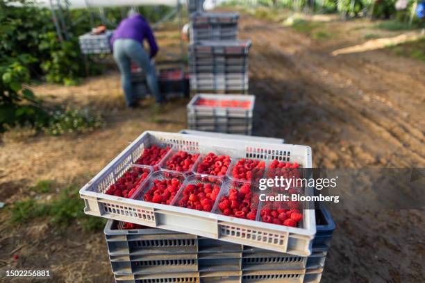 Tray of raspberries during picking season on a farm near Swanley, UK, on Wednesday, July 5, 2023. The UK said it would make 45,000 visas available to...