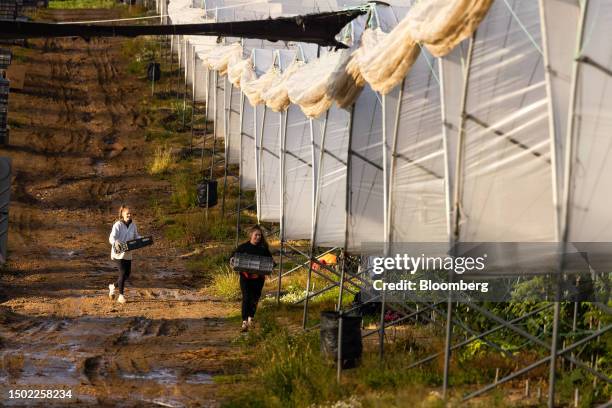 Fruit pickers carry trays of raspberries during picking season on a farm near Swanley, UK, on Wednesday, July 5, 2023. The UK said it would make...