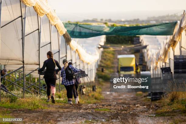 Fruit pickers carry trays of raspberries during picking season on a farm near Swanley, UK, on Wednesday, July 5, 2023. The UK said it would make...