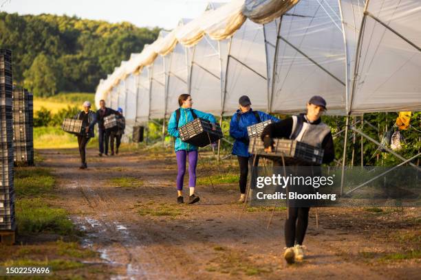 Fruit pickers carry trays of raspberries during picking season on a farm near Swanley, UK, on Wednesday, July 5, 2023. The UK said it would make...