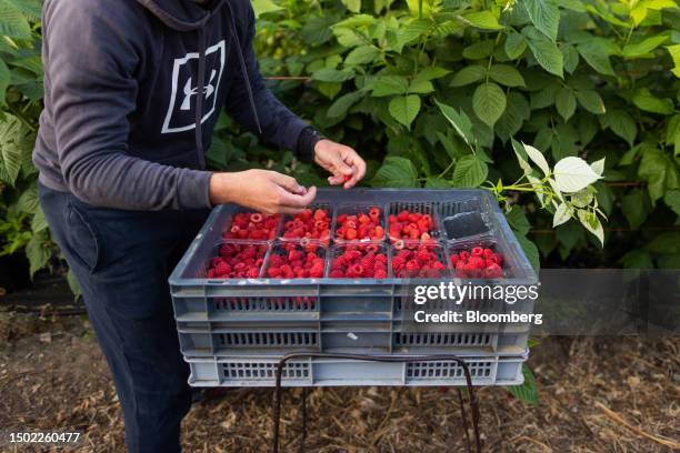 Fruit picker places raspberries in to punnets during picking season on a farm near Swanley, UK, on Wednesday, July 5, 2023. The UK said it would make...