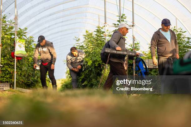 Fruit pickers place raspberries in to punnets during picking season on a farm near Swanley, UK, on Wednesday, July 5, 2023. The UK said it would make...