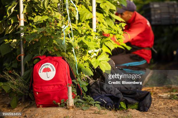 Fruit picker's bag at a the end of a row of raspberry plants during picking season on a farm near Swanley, UK, on Wednesday, July 5, 2023. The UK...