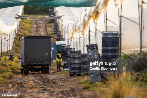 An employee places empty trays next to a crop of raspberry plants during picking season on a farm near Swanley, UK, on Wednesday, July 5, 2023. The...