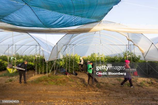 Fruit pickers carry trays of raspberries during picking season on a farm near Swanley, UK, on Wednesday, July 5, 2023. The UK said it would make...