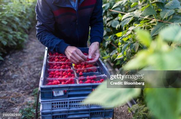 Fruit picker places raspberries in to punnets during picking season on a farm near Swanley, UK, on Wednesday, July 5, 2023. The UK said it would make...