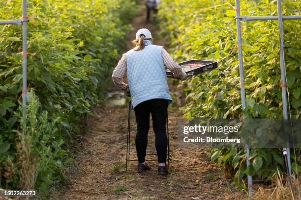 Fruit picker carries a tray of raspberries during picking season on a farm near Swanley, UK, on Wednesday, July 5, 2023. The UK said it would make...