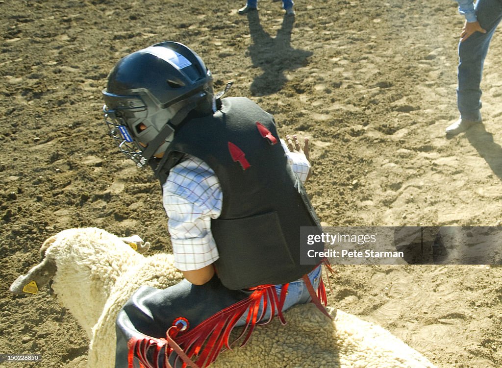 Boy riding a sheep at a Mutton Busting rodeo