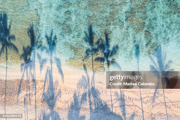 aerial view of beach with palm tree shadows, hawaii - waikiki bildbanksfoton och bilder