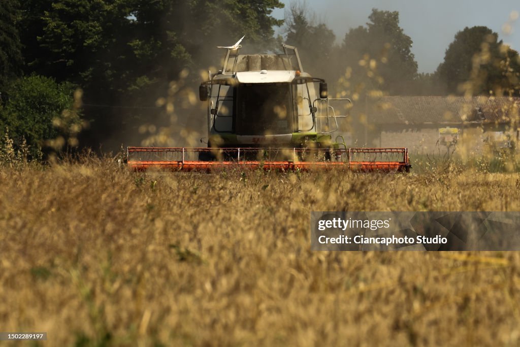 Harvesting Wheat Field