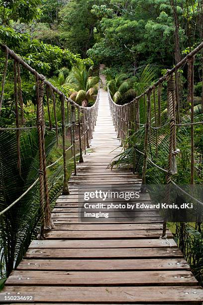 Forest Rope Bridge Rope Bridge Forest Photos and Premium High Res Pictures - Getty Images