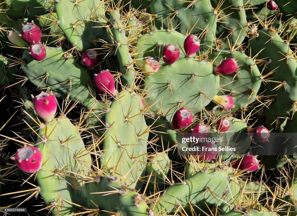 Opuntia cactus (Opuntia dillenii, Dillen’s prickly pear) on Tenerife, Canary islands