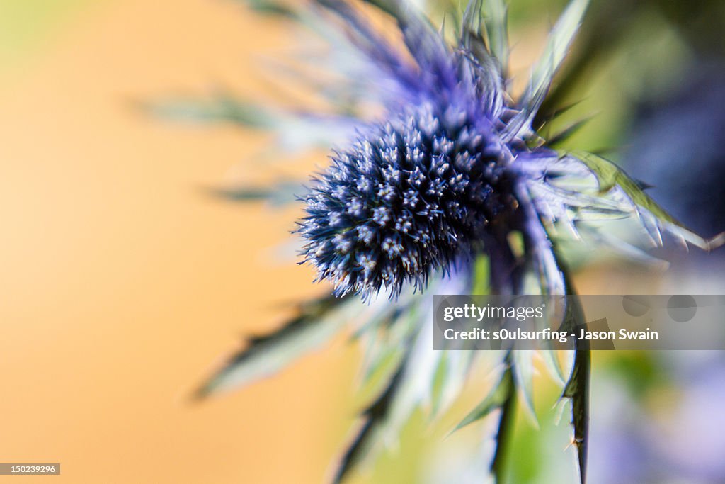 Sea Holly