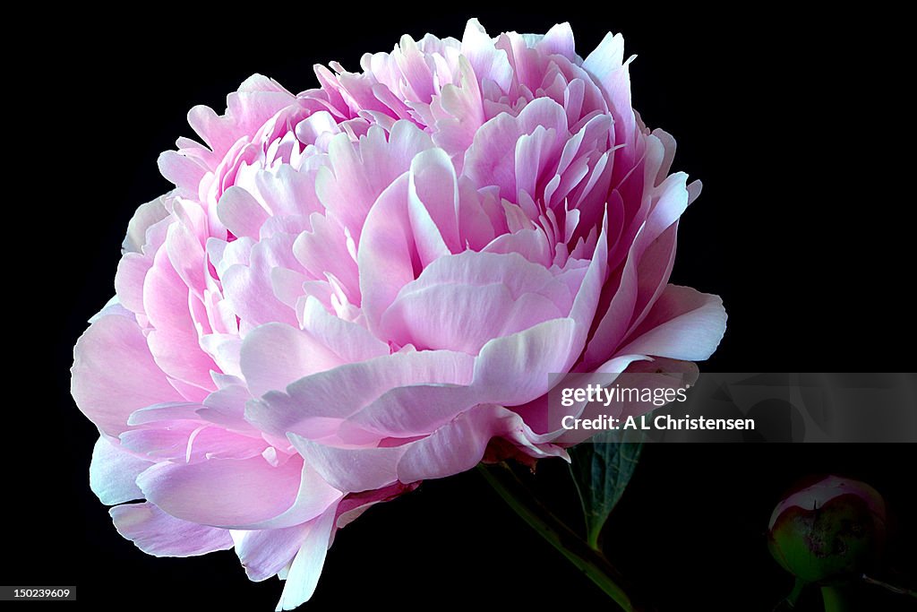 Pink peony macro