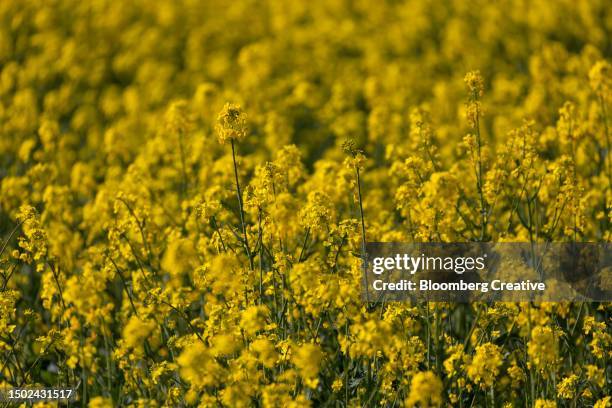 yellow rapeseed flowers - 菜の花 ストックフォトと画像