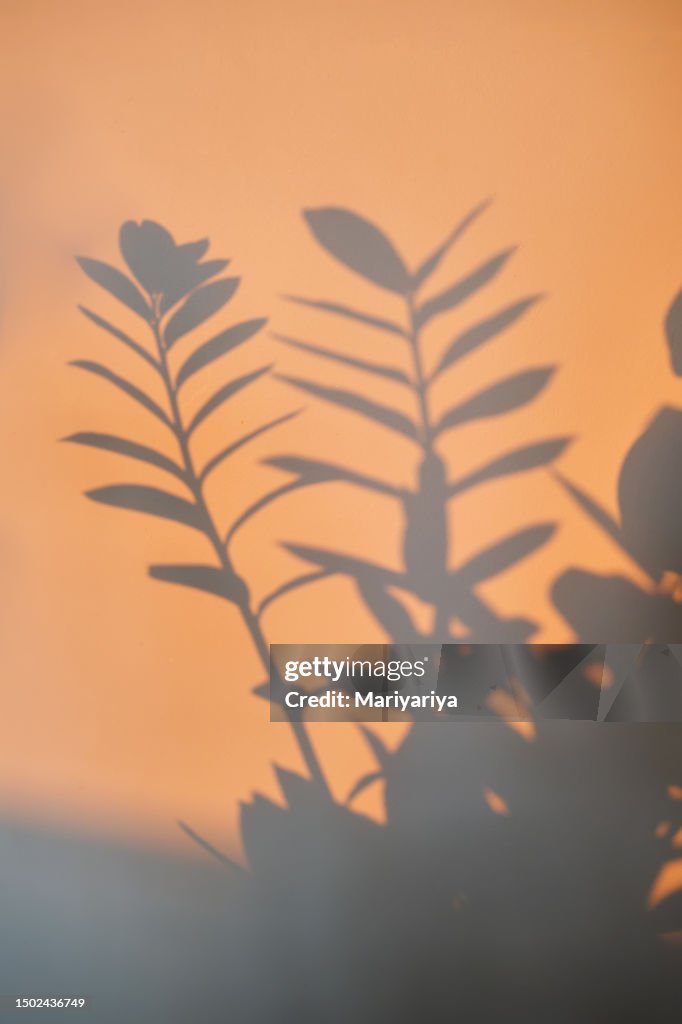 Abstract background with a shadow of home plants in the rays of the dawn sun.