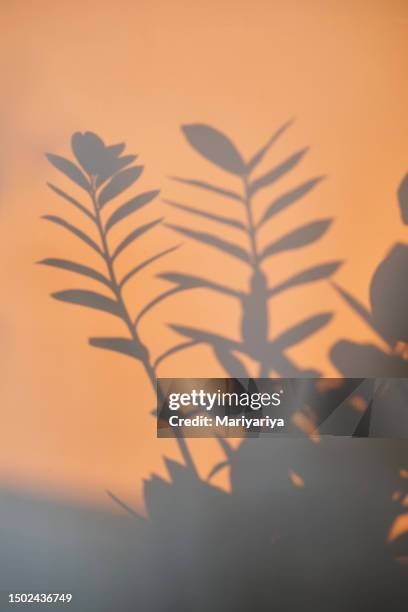 abstract background with a shadow of home plants in the rays of the dawn sun. - comfort zone stock pictures, royalty-free photos & images