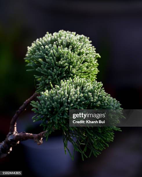 the green cluster of pine leaves in the dew of the morning light - pinetree garden seeds stock pictures, royalty-free photos & images