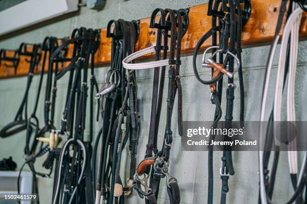 leather training headstalls at a racehorse training facility - paardrijbenodigdheden stockfoto's en -beelden