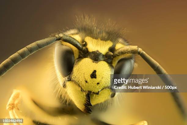 close-up of insect,schwaben,bayern,germany - wespe stock-fotos und bilder
