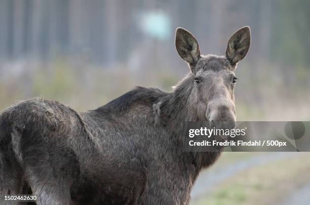 close-up of deer standing on field,sweden - moose swedish stock pictures, royalty-free photos & images