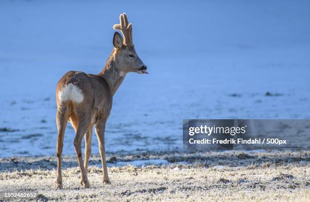 full length of roe deer standing on land,sweden - quadrupedalism stock pictures, royalty-free photos & images