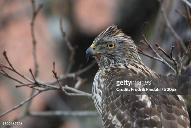 close-up of hawk of prey perching on branch,sweden - sparrowhawk stockfoto's en -beelden