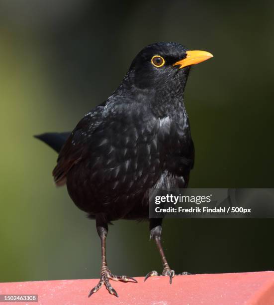close-up of blacksongthrush perching on railing,sweden - blackbird stock pictures, royalty-free photos & images