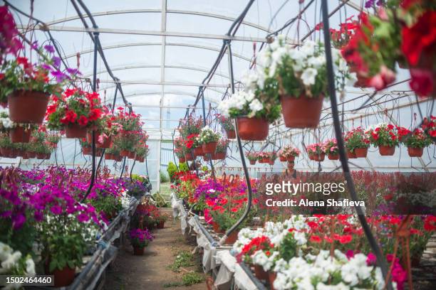 flower plants in pots in a greenhouse with drip irrigation. small business, agribusiness - primula stock pictures, royalty-free photos & images