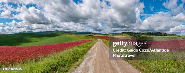 tuscany, country road cross a sulla leguminosa coltivation near volterra - ボルテラ ストックフォトと画像