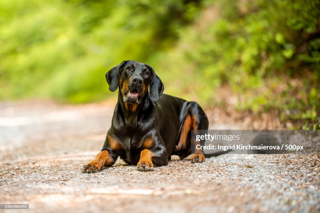 Portrait of doberman pinscher sitting on field,Czech Republic