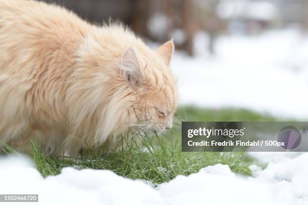 close-up of dog on snow covered field,sweden - dog cat snow foto e immagini stock