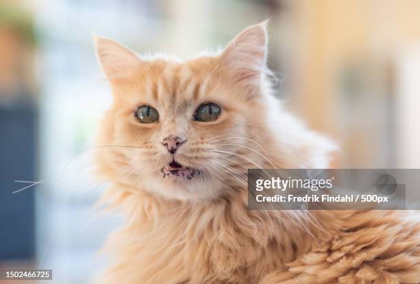 close-up portrait of a cat,sweden - 茶トラ ストックフォトと画像