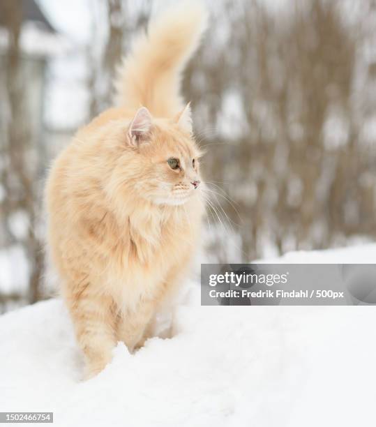 close-up of squirrel on snow covered field,sweden - vänskap stock pictures, royalty-free photos & images