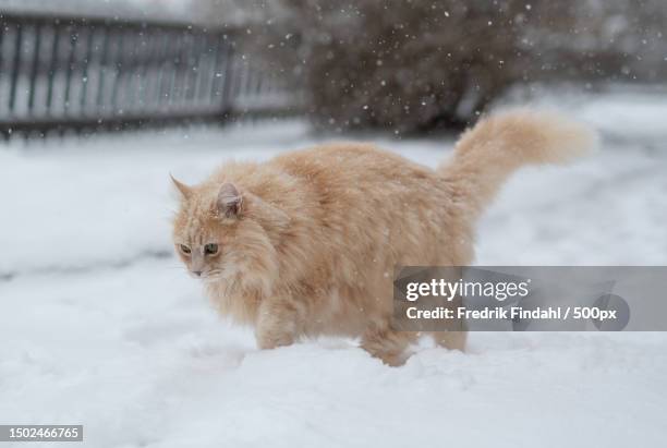 a dog walking in the snow,sweden - vänskap stock pictures, royalty-free photos & images