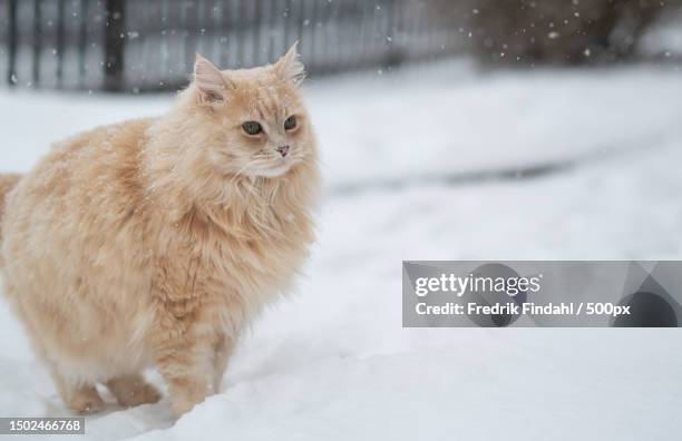 portrait of a cat on snow,sweden - vänskap - fotografias e filmes do acervo