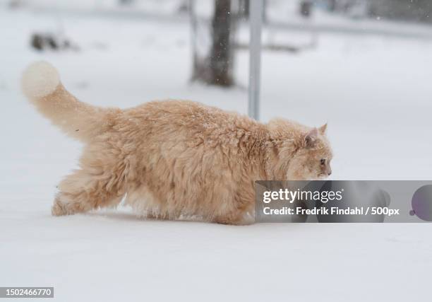 side view of cat walking on snow covered field,sweden - vänskap stock pictures, royalty-free photos & images