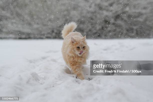 portrait of dog standing on snow,sweden - vänskap stock pictures, royalty-free photos & images
