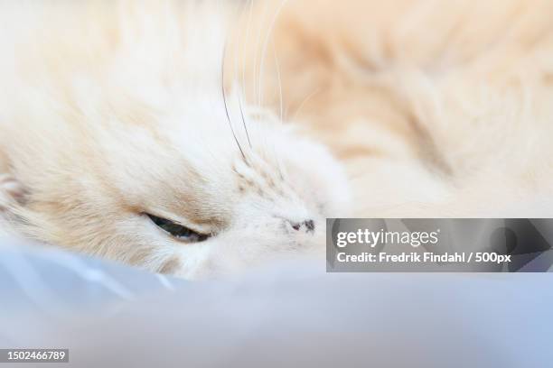 close-up of cat sleeping,sweden - vänskap - fotografias e filmes do acervo