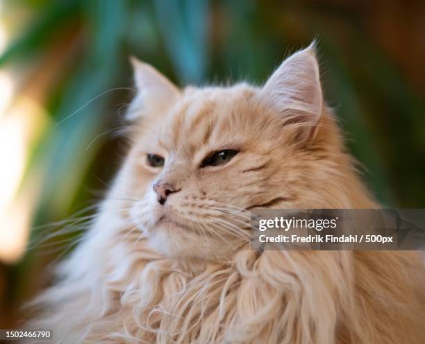 close-up of a cat looking away,sweden - vänskap stock pictures, royalty-free photos & images