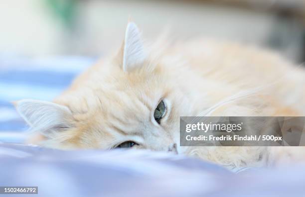 close-up portrait of cat lying down,sweden - vänskap stock pictures, royalty-free photos & images